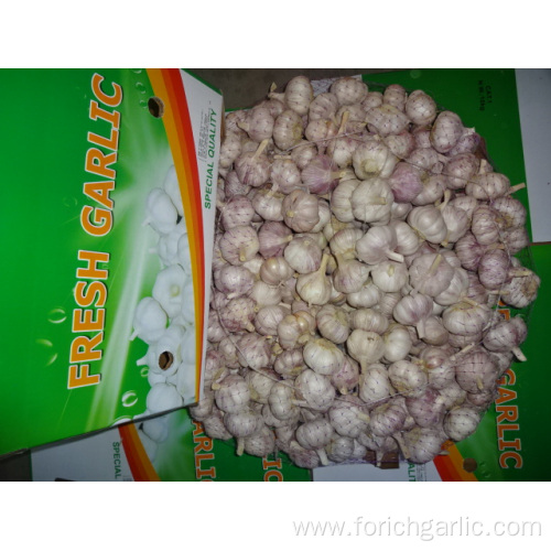 Normal White Garlic 5.0 2019